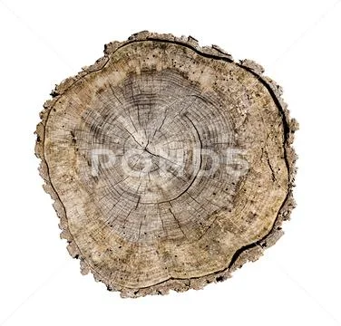 Cross cut tree trunk with rings and textured surface Stock Photos
