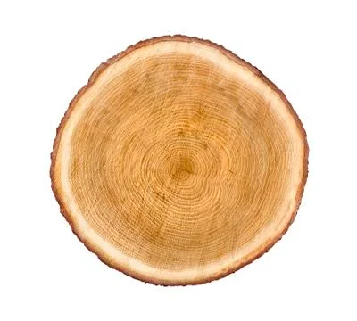 Cross cut tree trunk with rings and textured surface 스톡 사진