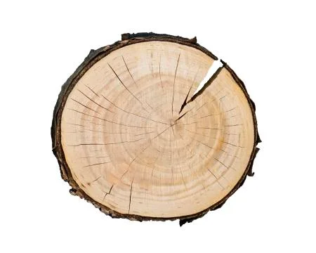 Cross cut tree trunk with rings and textured surface 스톡 사진