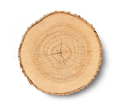 Cross cut tree trunk with rings and textured surface 스톡 사진
