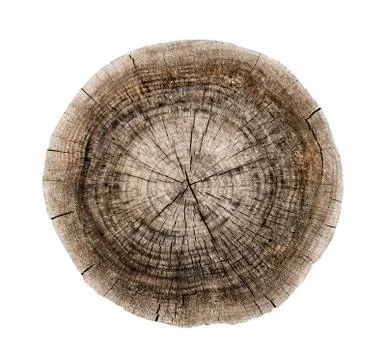 Cross cut tree trunk with rings and textured surface 스톡 사진