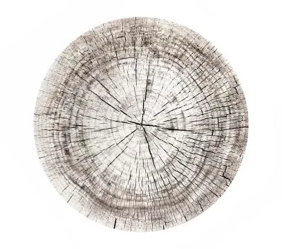 Cross cut tree trunk with rings and textured surface 스톡 사진
