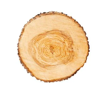 Cross cut tree trunk with rings and textured surface 스톡 사진