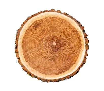 Cross cut tree trunk with rings and textured surface 스톡 사진