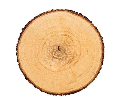 Cross cut tree trunk with rings and textured surface 스톡 사진