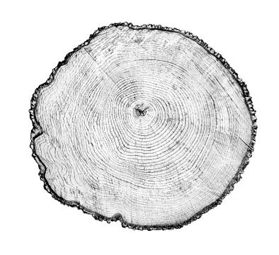Cross cut tree trunk with rings and textured surface 스톡 사진