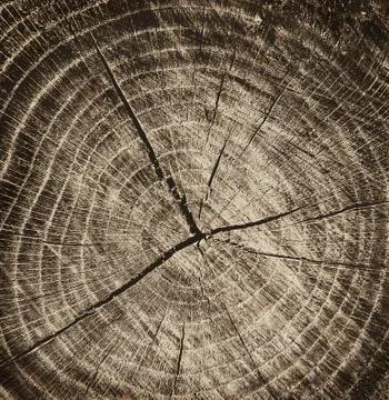 Cross cut tree trunk with rings and textured surface 스톡 사진