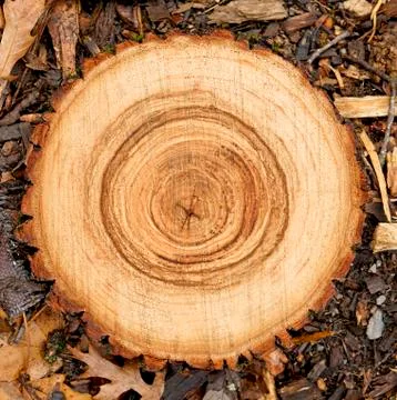 Cross cut tree trunk with rings and textured surface 스톡 사진