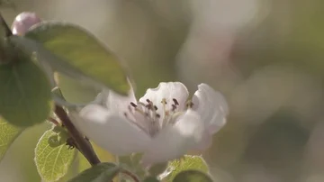 Cross focus between flowers Video stock 85671012