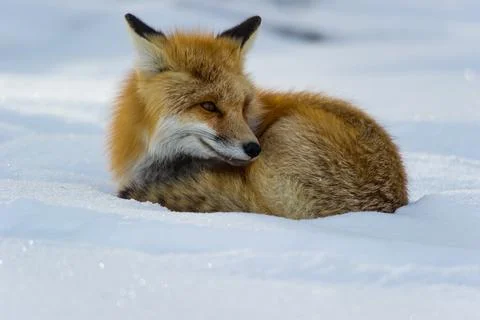 Cross fox resting Stock Photos