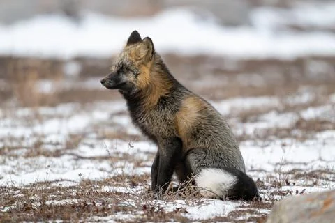 Cross Fox sitting on snow covered ground. Stock-Fotos
