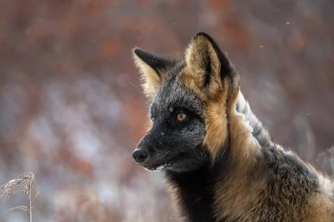 Cross fox in the snow Fotos de archivo