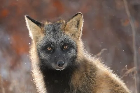 Cross fox in the snow Stock-Fotos