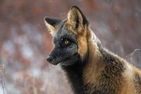 Cross fox in the snow 스톡 사진