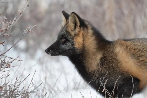 Cross fox in the snow Stock-Fotos