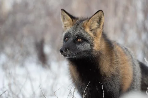 Cross fox in the snow Fotos de archivo