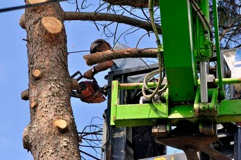 Cross of a large tree become dangerous Fotos Stock