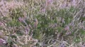 Cross-Leaved Heath plants closeup pan view HD Footage