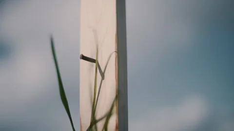 Cross with nails in a field, grass blowing in front, Jesus Christ's Cross Stock Footage 271195245
