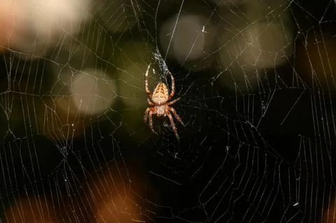 Cross Orb-Weaver Spider in Complex Web Structure Stock Photos