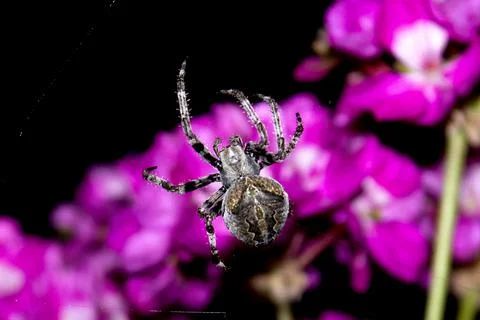 Cross Orb-Weaver Spider Macro with Floral Background Stock Photos