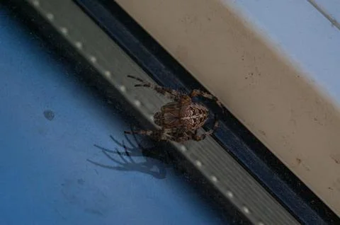 Cross Orb Weaver Spider Resting on a Window Frame Stock Photos