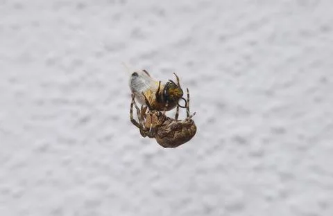 Cross Orbweaver spider capturing and wrapping a bee in its web as holds the.. Stock Photos