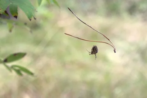 Cross Orbweaver spider cleverly pulls out the cobweb from himself Stock Photos