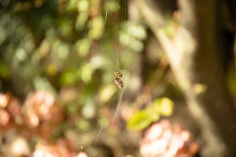 Cross orbweaver spider on a leaf Stock Photos