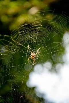 Cross orbweaver spider on a leaf Stock Photos