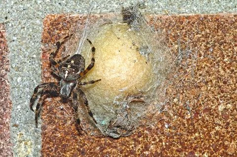 Cross Orbweaver Spider Stock Photos