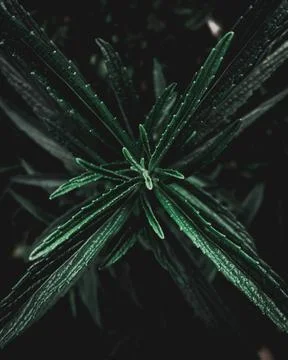 Cross plant Stock Photos