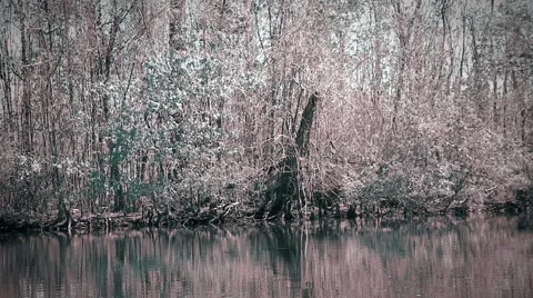 Cross Processed River and Wildlife shot Stock Footage 5165288