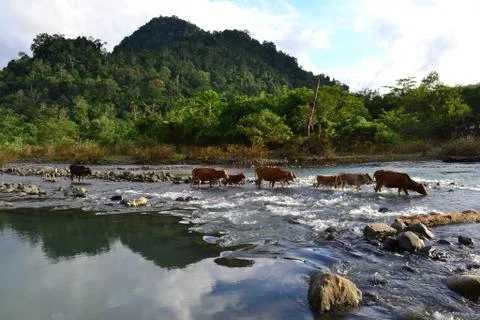 Cross the river 스톡 사진