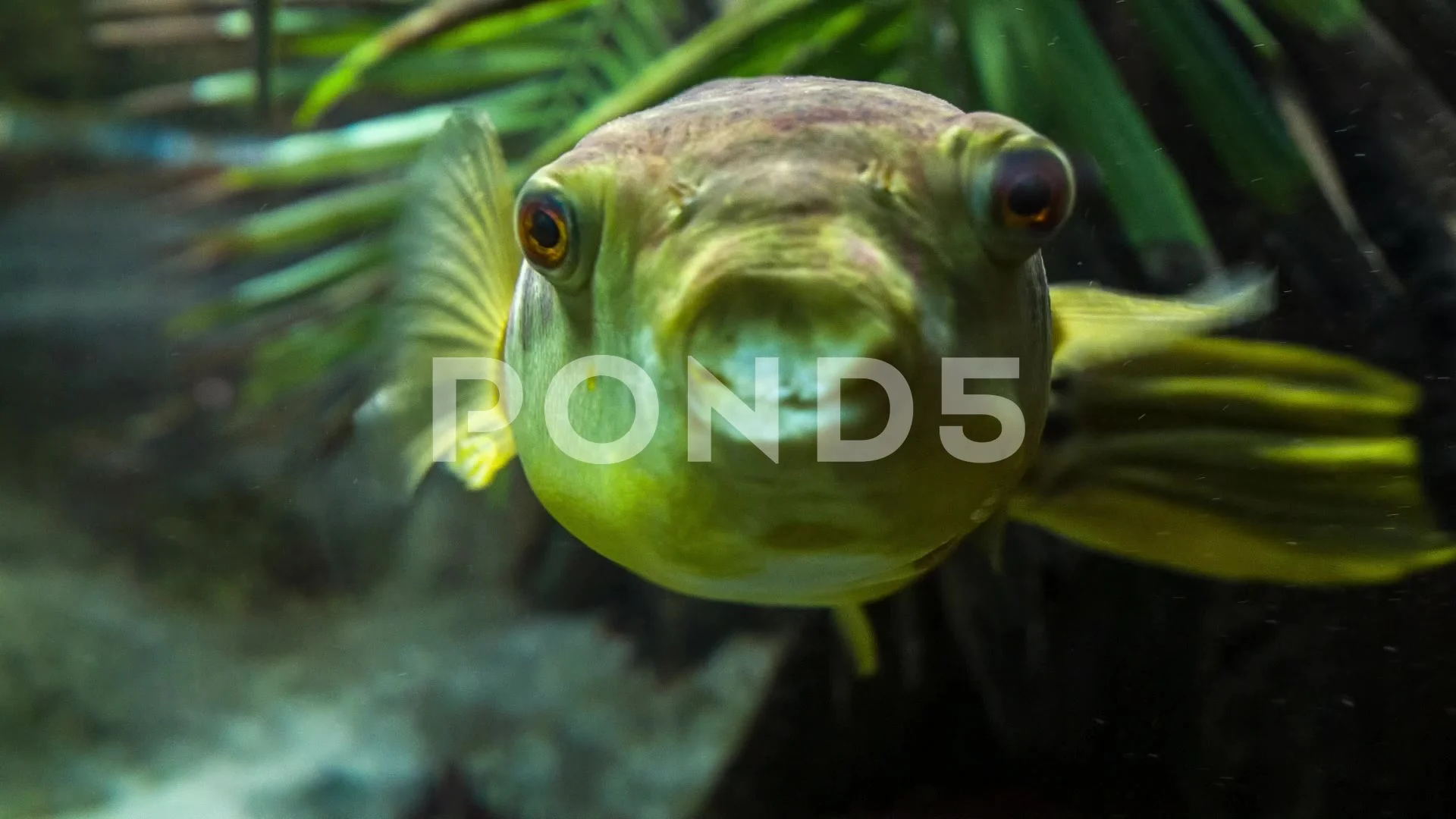 Cross River Puffer Fish Funny Kiss | Stock Video | Pond5