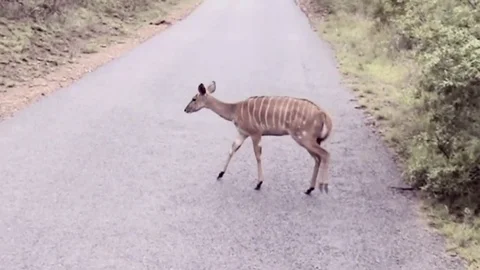 Cross the road in Krugerpark. Video stock 81736500