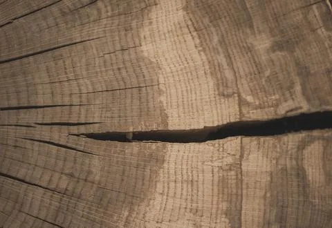 Cross-section of a 100-year-old tree trunk. Background Stock Photos