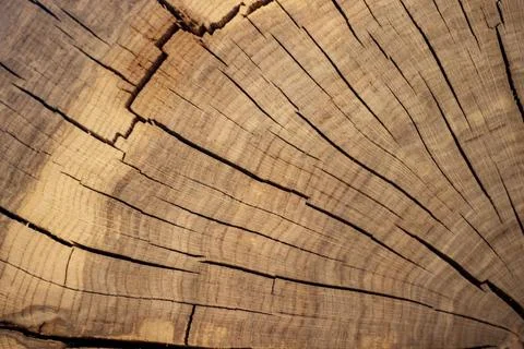 Cross-section of a 100-year-old tree trunk. Background Stock Photos