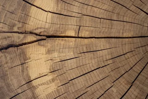Cross-section of a 100-year-old tree trunk. Background 写真素材