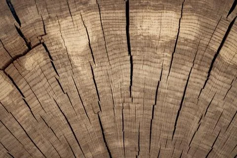 Cross-section of a 100-year-old tree trunk. Background 写真素材