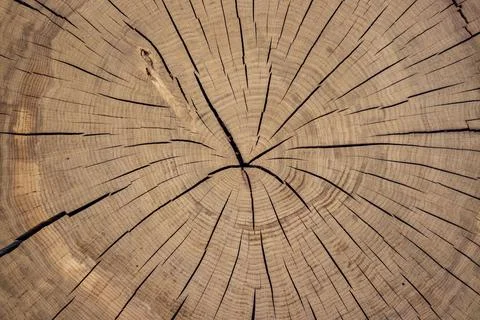 Cross-section of a 100-year-old tree trunk. Background Stock Photos