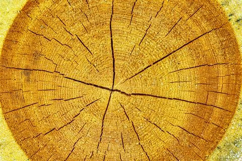 Cross section of an aged pine tree. Stock Photos