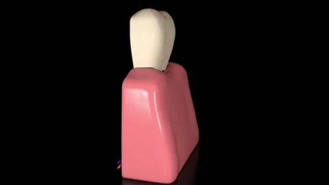 Cross Section Anatomy of the Human Tooth Video stock 130710482