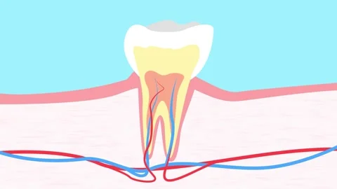 Cross section anatomy of human tooth. Video stock 300781637