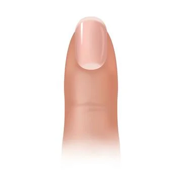 Cross-section and anatomy of nails Stock Illustration