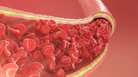 Cross section artery view. Red blood cells inside an artery, vein. Healthy blood Stock Illustration