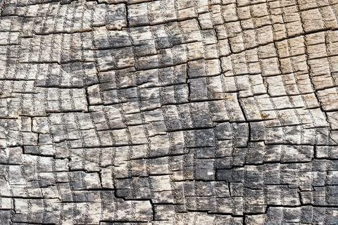 Cross section of ash tree gray elm oak porous stump burnt gray and weathered Stock Photos