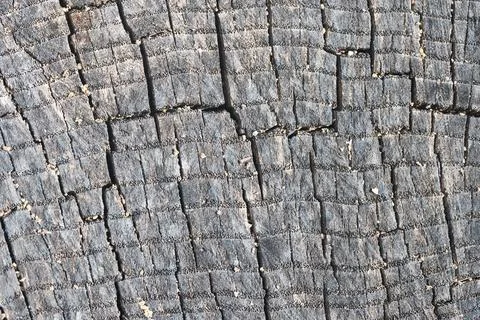 Cross section of ash tree gray elm oak porous stump burnt gray and weathered Stock Photos