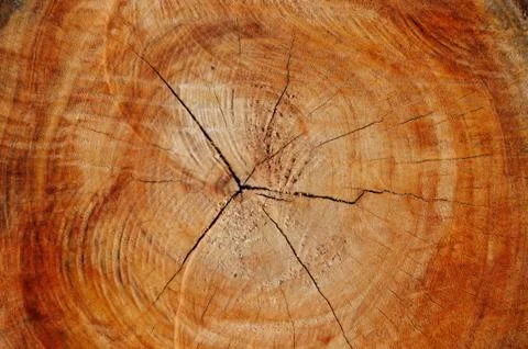 Cross-Section of a Bark of a Tree Stock Photos