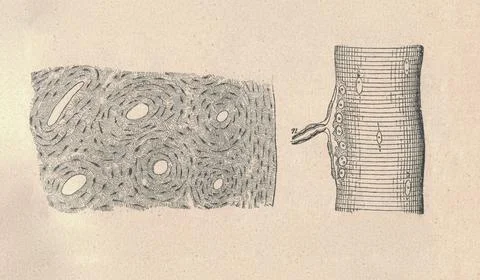 Cross section of the bone and the part of muscle. Vintage illustration イラスト素材
